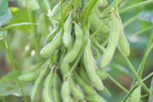 Green Soybean Pods Plant Detailed In The Field