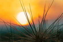 Close Up Of Coastal Grass With Colourful Sunset Out Of Focus Behind