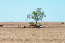 Cows Under Tree In Outback Queensland