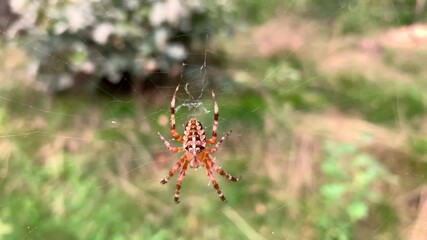 Close up view of a multicolored small spider sitting in its cobweb