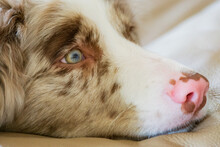 Close Up Of A Dogs Face With A Spotting Pattern Resting Its Chin On A Pillow