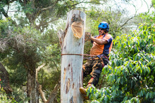 Skilled Workman Using A Chainsaw To Fell A Gum Tree - Chopping Down The Trunk