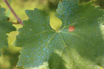 Wall Mural - Close-up of blue Bordeaux mixture on a green vine leaves in the vineyard. Organic fungicide made with copper sulfate sulphate and calcium oxide on plant