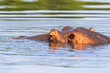 © Lars Johansson - Hippo taking a bath in a river