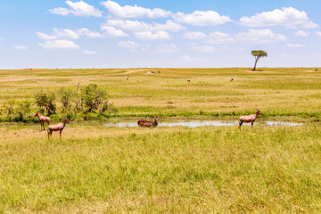 Sticker - Hartebeest and a Waterbuck in a water hole at the savannah in Africa