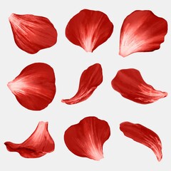 Flower petals element vector set red rose