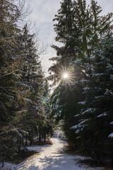  Winterwald in Bayern