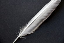 Feather On Black Background