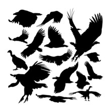 Big Griffon Vulture Animal Silhouettes. Good Use For Symbol, Logo, Web Icon, Mascot, Sign, Or Any Design You Want.