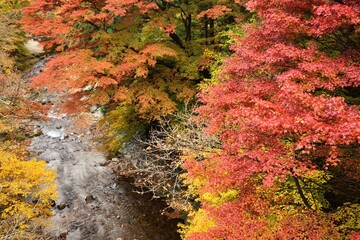 Wall Mural - Oashi valley, Kanuma, Tochigi, in autumn