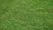 Nature green grass in the garden, Lawn pattern texture background, Top view