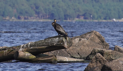 cormorant on the river bank