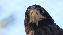 Portrait Of Looking At Camera Predator Hawk Bird. Large Falcon With Sharp Beak Watching Area. Carnivore Wildlife Species Of Falcon Sitting On Tree. Steppe Predator And Scavenger Eagle Close Up Filming