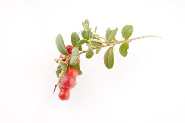 Wall Mural - lingonberry berries on a white background