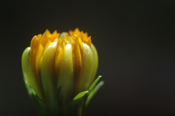 Poster - Closeup shot of yellow flower bud with green leaves on black background