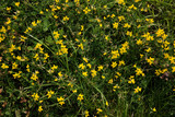 Fototapeta Storczyk - small  yellow wild flowers blooming in the green grass. yellow flowers on a green background. green field with small yellow flowers. Natural background.