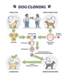 Dog cloning explanation as artificial egg cell fertilization outline diagram. Educational labeled puppy DNA development process steps scheme with all creation and evolution stages vector illustration.