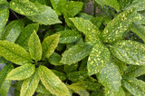 Fototapeta Storczyk - Gold dust aucuba plant close up