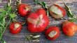Tomato fruits affected by gray rot with diseased leaves on a wooden table close-up