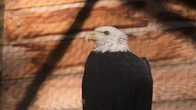 Bald Eagle At Zoo Sitting, Looking For Prey. Symbol Coat Of Arms Bird Of USA. Sea Predator With Black Feathers And White Head. Close Up Film Of Watching Wildlife Carnivore Species. Hunter Eagles Beak