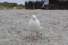 A Seagull Is Sitting At The Beach As A Close Up