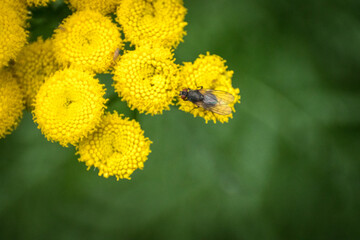 Close up of a fly on a yellow flower