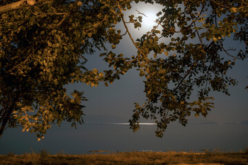 Wall Mural - night moon landscape, light reflections on the sea. Natural frame created with tree branches.