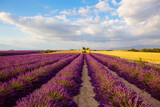Fototapeta Lawenda - Beautiful blooming purple lavender fields near Valensole in Provence, France. Typical traditonal provencal landscape on sunset with blossoming flowers. Warm light