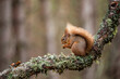 Red Squirrel eating nuts while perched on a branch in the Cairngorms, Scotland