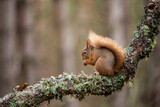 Fototapeta Sawanna - Red Squirrel eating nuts while perched on a branch in the Cairngorms, Scotland