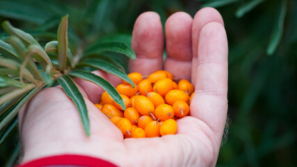 Wall Mural - Hand holding ripe sea-buckthorn berries. Hippophae, orange colored berries in hand. branch with green leaves. vitamin C, useful sea buckthorn in medicine and cosmetology. berries for sea buckthorn oil