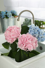 Wall Mural - Beautiful light blue and pink hortensia flowers in kitchen sink