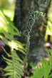 Zakręcony liść paproci. Curled fern leaf.