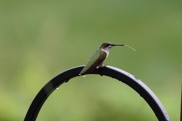 Poster - A hummingbird sitting on a black metal arch sticking out its tongue