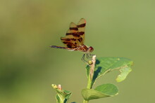 Profile Of A Halloween Pennant Dragonfly Taking A Break