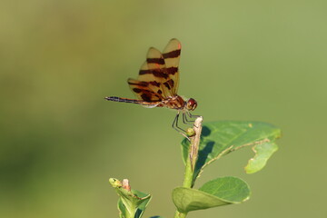 Wall Mural - Profile of a Halloween pennant dragonfly taking a break