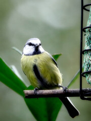 Canvas Print - Beautiful Eurasian blue tit perched on a branch next to a bird feeder