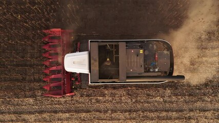 Poster - Combine harvester harvesting sunflower field at sunset. Top view.