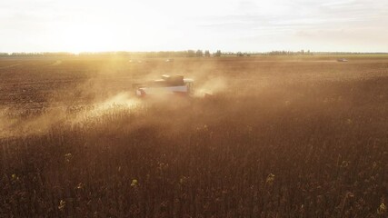 Poster - Combine harvester harvesting sunflower field at sunset. Aerial drone point of view.