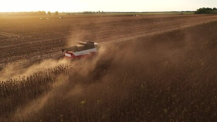 Poster - Combine harvester harvesting sunflower field at sunset. Aerial drone point of view.