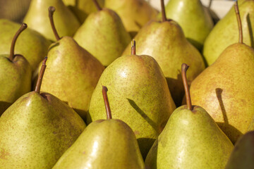 Wall Mural - autumn harvest of fresh pears. background, food texture or wallpaper. selective focusing.