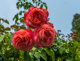 brilliant rose flowers cluster 2