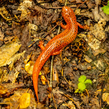 Red Salamander Curves Its Body On Wet Trail