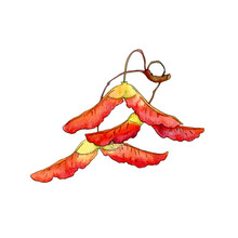 Watercolor Element - Red Maple Seeds On A Branch.
Botanical Illustrations For Cards, Decor And Posters.