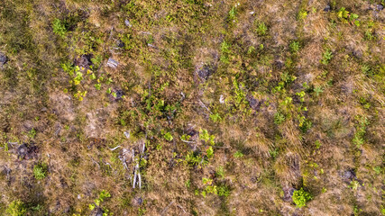 Canvas Print - Aerial view of the ground with plants, grass and stones in the forest