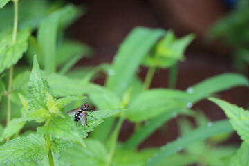 Sticker - Closeup shot of a bee sitting on a plant leaf