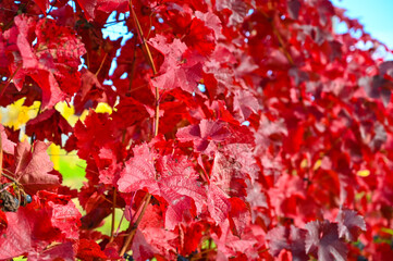 Wall Mural - Red colored vine leaves in a vineyard during autumn. 