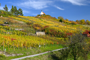 Wall Mural - Autumnal scenery showing the St. Remigius Chapel (Wurmlingen Chapel) on the top of a yellow-colored vineyard under a partly-cloudy sky.