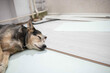 © velimir - tired dog lies on the laminate floor, apartment renovation concept and pets.