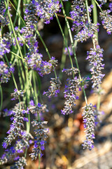 Wall Mural - beautiful flowers on a gentle green background